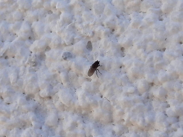 Sphaeroceridae - trágyalegyek