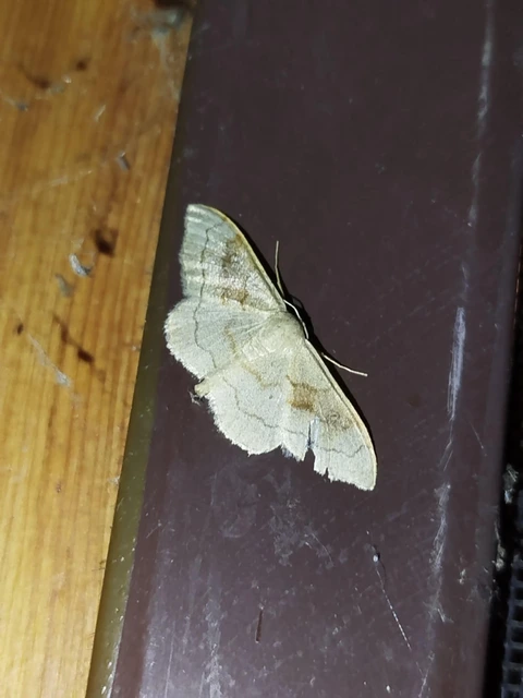 Idaea rubraria - vörössávos araszoló