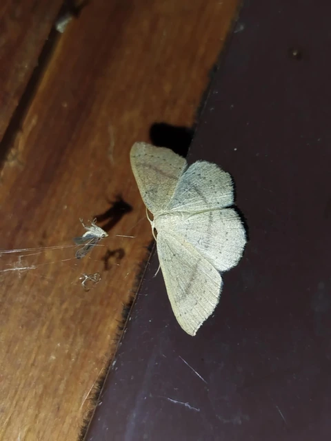 Cyclophora linearia - vonalas pettyesaraszoló