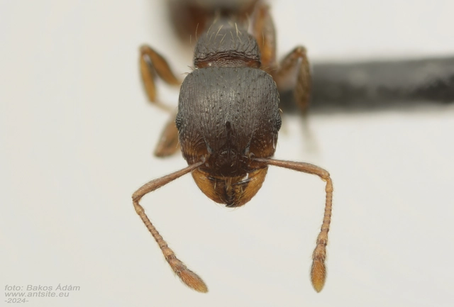 Tetramorium ferox - orosz gyepihangya