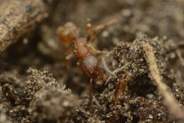 Temnothorax albipennis - ligeti kéreghangya
