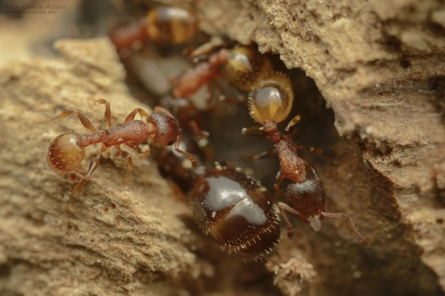Temnothorax affinis - erdei kéreghangya