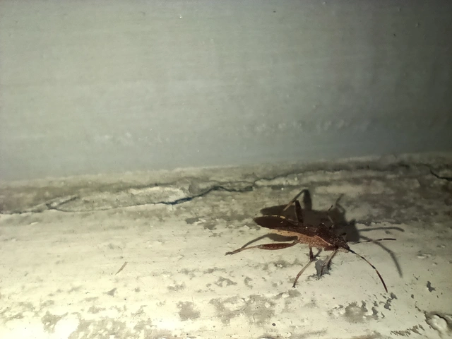 Camptopus lateralis - görbelábú karimáspoloska