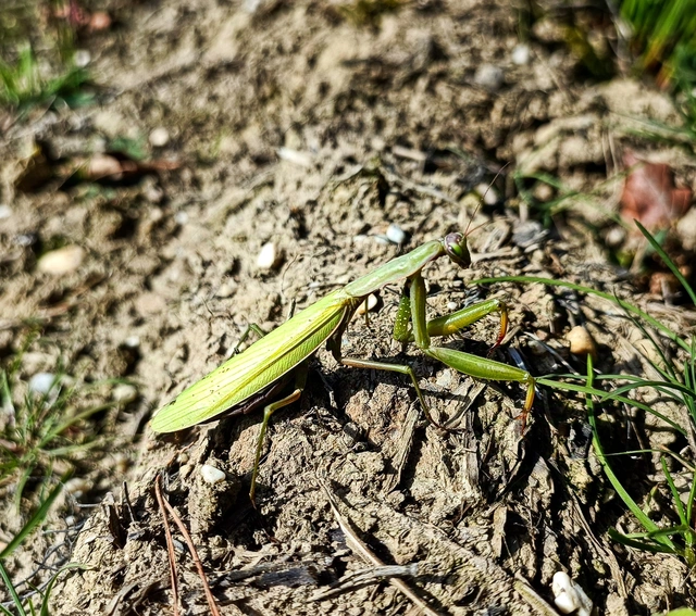 Mantis religiosa - imádkozósáska