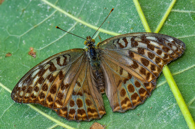 Argynnis paphia - nagy gyöngyházlepke