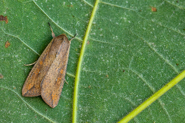 Mythimna unipuncta - hordabagoly