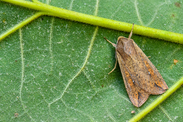 Mythimna unipuncta - hordabagoly