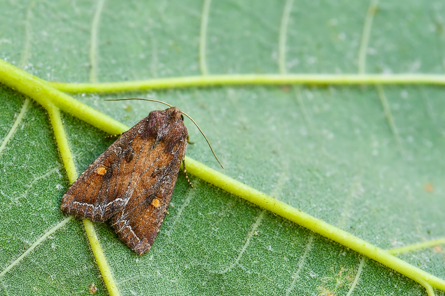 Lacanobia oleracea - saláta-kertibagoly
