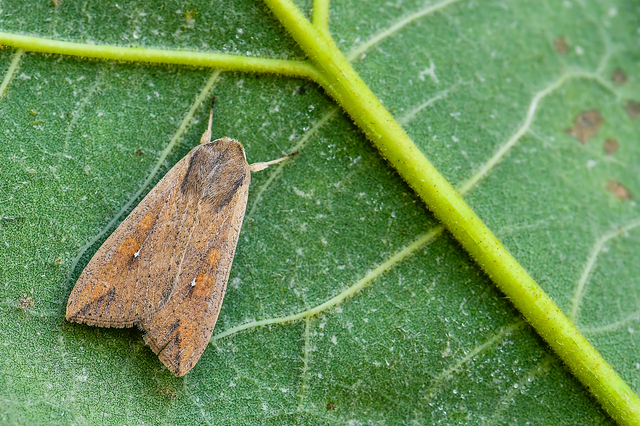 Mythimna unipuncta - hordabagoly