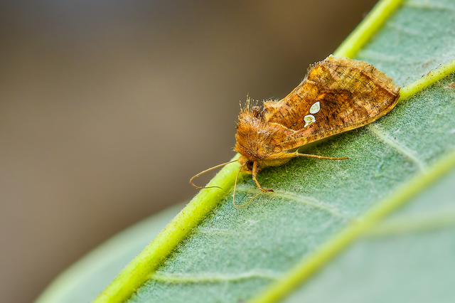 Chrysodeixis chalcites - déli aranybagoly