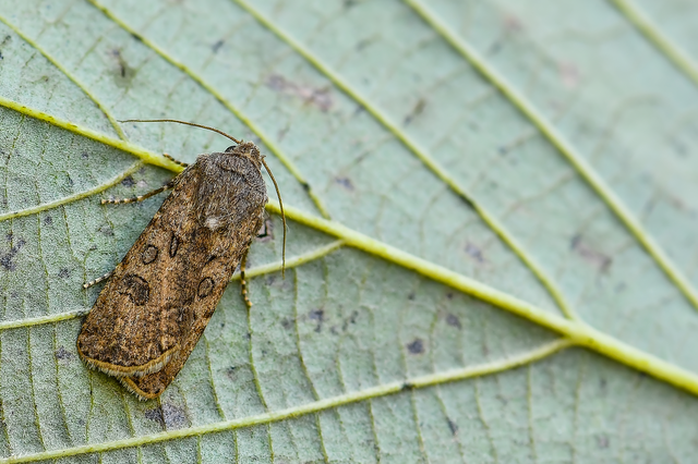 Agrotis segetum - vetési földibagoly