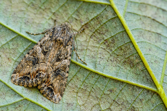 Hadula trifolii - lóherebagoly
