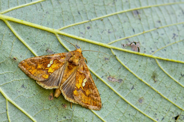Chrysodeixis chalcites - déli aranybagoly