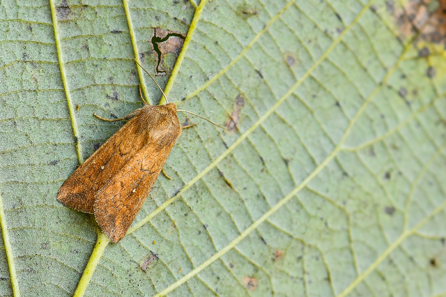 Mythimna albipuncta - fehérpettyes rétibagoly