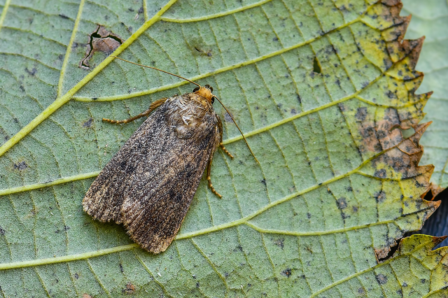 Amphipyra tragopoginis - bakszakállbagoly