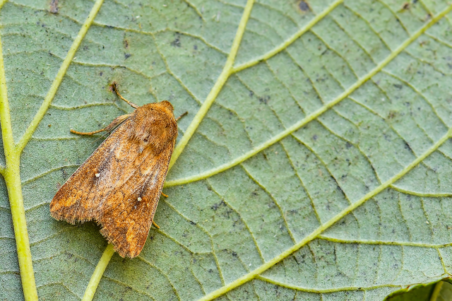 Mythimna albipuncta - fehérpettyes rétibagoly