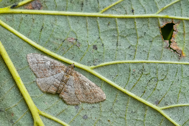 Orthonama obstipata - vándoraraszoló