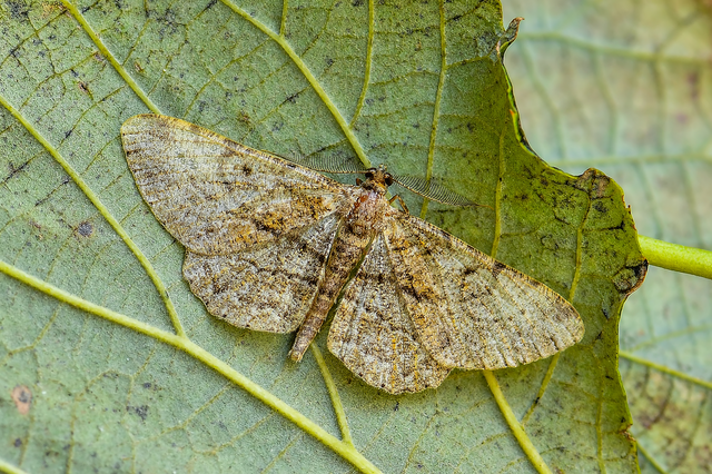 Peribatodes rhomboidaria - ékköves faaraszoló