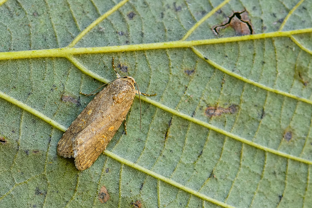Spodoptera exigua - apró jegyesbagoly