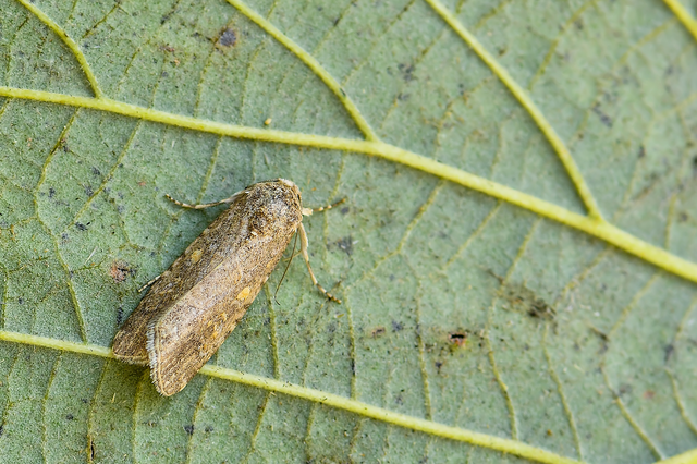 Spodoptera exigua - apró jegyesbagoly