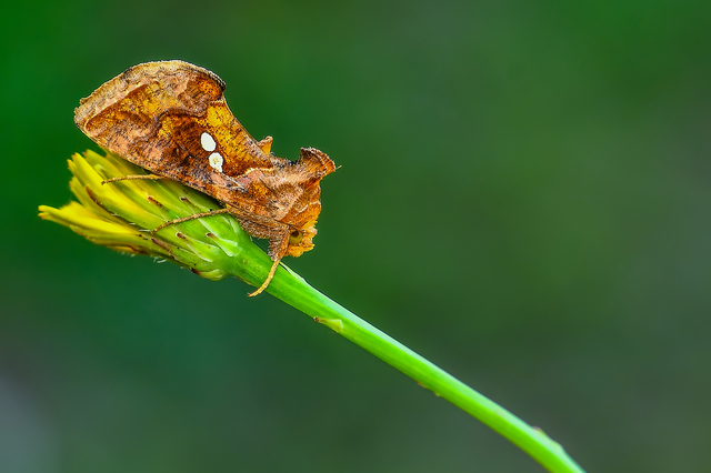 Chrysodeixis chalcites - déli aranybagoly