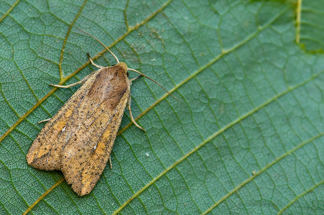 Mythimna unipuncta - hordabagoly