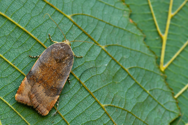 Noctua janthe/janthina