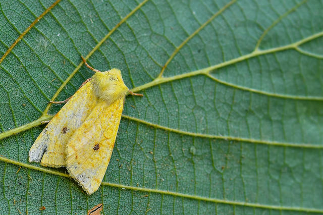 Cirrhia icteritia - nyárfa-sárgabagoly