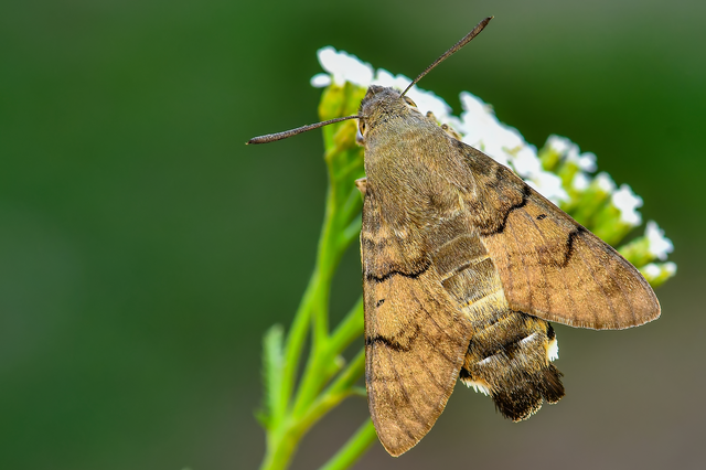 Macroglossum stellatarum - kacsafarkú szender