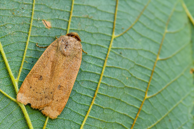 Noctua comes - kis sárgafűbagoly