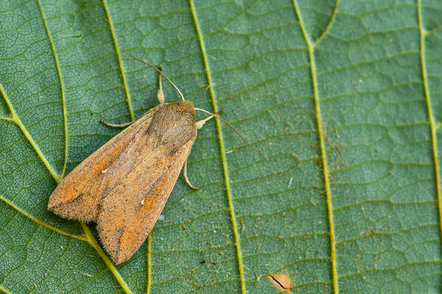 Mythimna unipuncta - hordabagoly