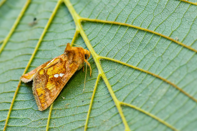 Chrysodeixis chalcites - déli aranybagoly