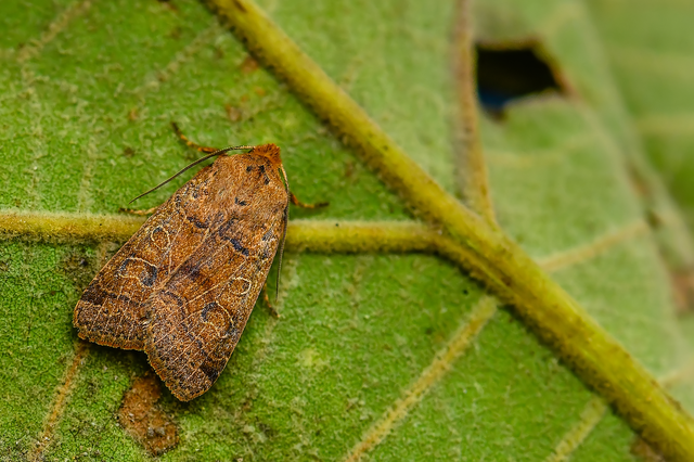 Anchoscelis nitida - rozsdabarna őszibagoly