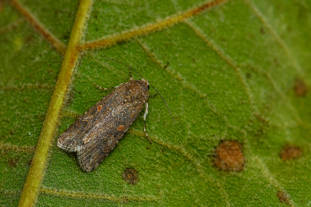 Spodoptera exigua - apró jegyesbagoly