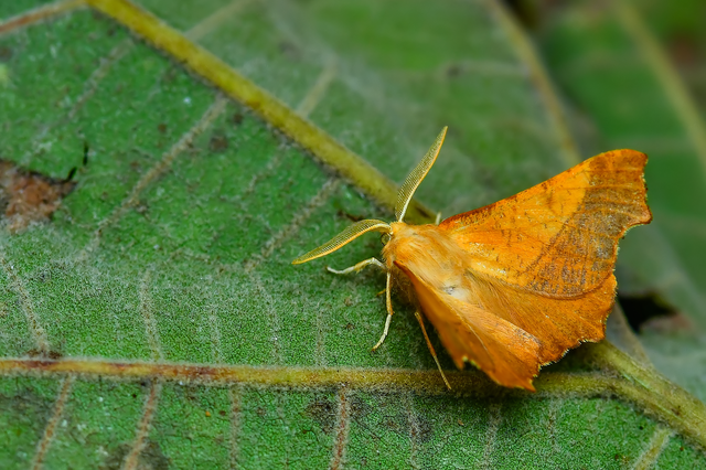 Ennomos fuscantaria - kőris-levélaraszoló