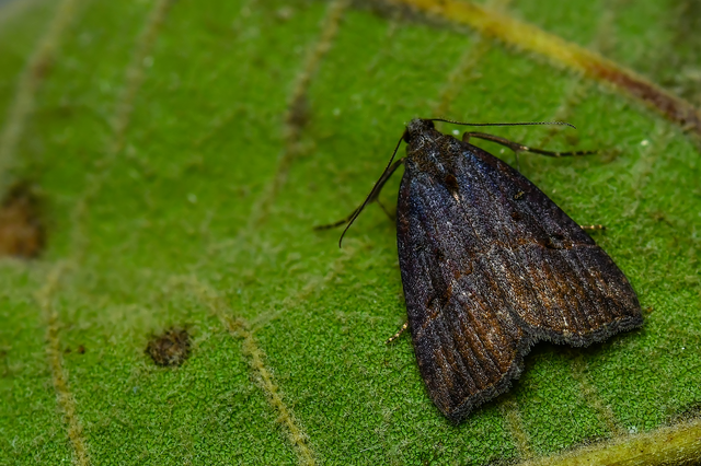 Hypena rostralis - közönséges karcsúbagoly