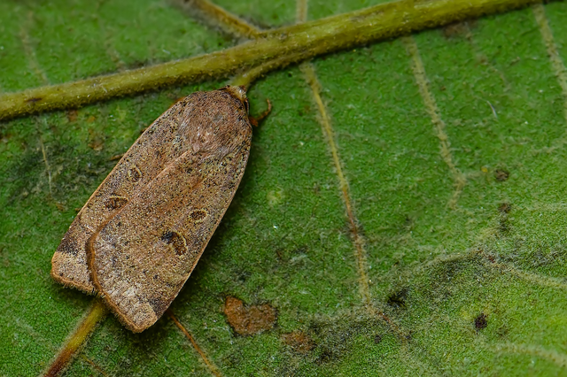 Noctua comes - kis sárgafűbagoly