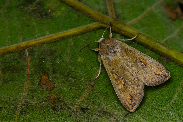 Mythimna unipuncta - hordabagoly
