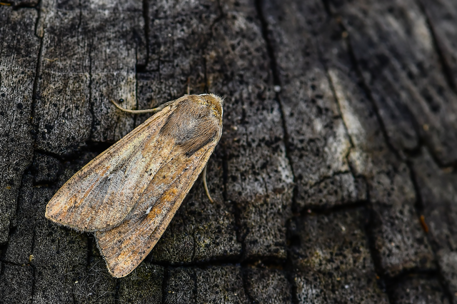 Mythimna unipuncta - hordabagoly