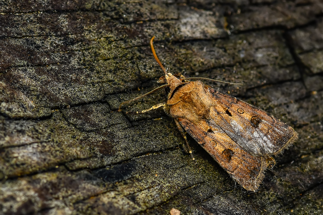 Agrotis exclamationis - felkiáltójeles földibagoly