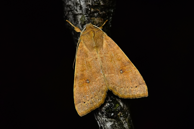 Cirrhia ocellaris - fakó sárgabagoly