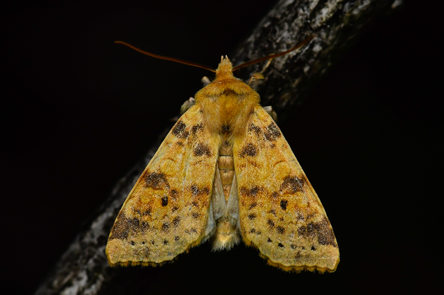Cirrhia ocellaris - fakó sárgabagoly