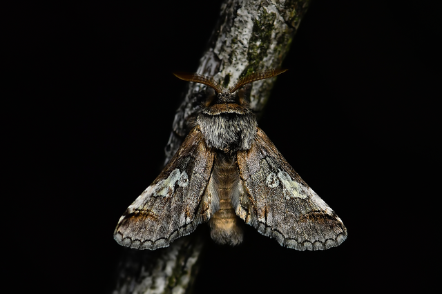 Diloba caeruleocephala - őszi kékesbagoly