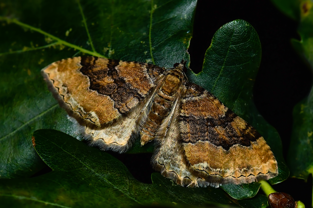 Hydria cervinalis - őzbarna araszoló