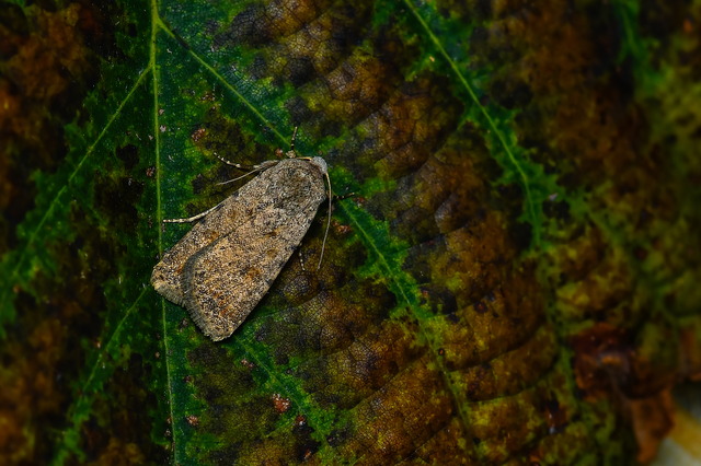 Paradrina clavipalpis - közönséges selymesbagoly