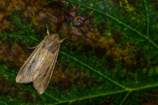 Mythimna unipuncta - hordabagoly