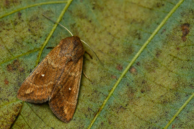 Mythimna albipuncta - fehérpettyes rétibagoly