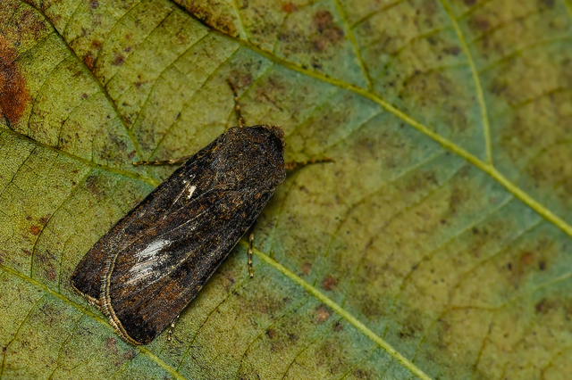 Agrotis segetum - vetési földibagoly