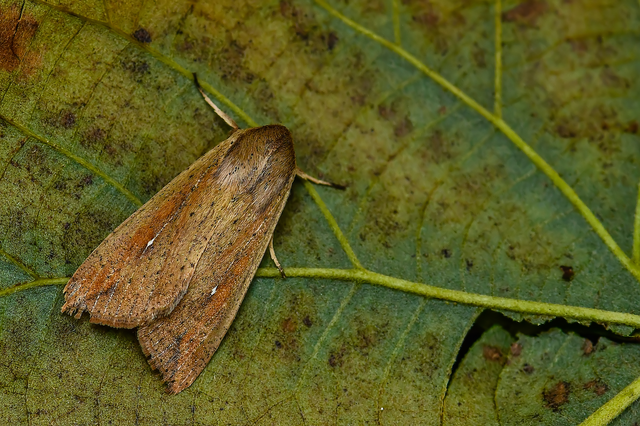 Mythimna unipuncta - hordabagoly