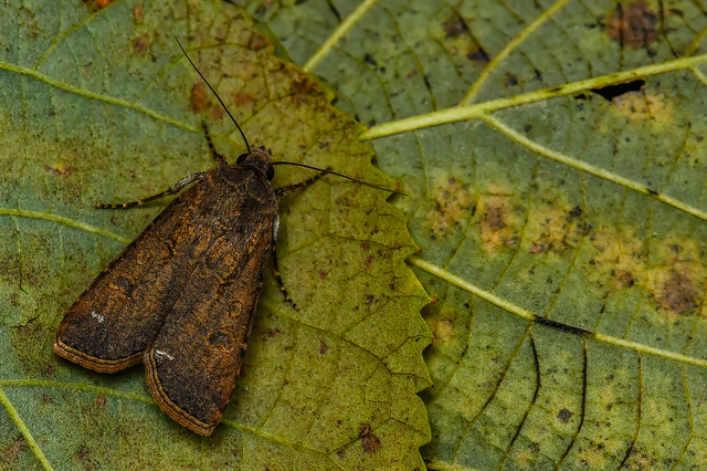Agrotis segetum - vetési földibagoly